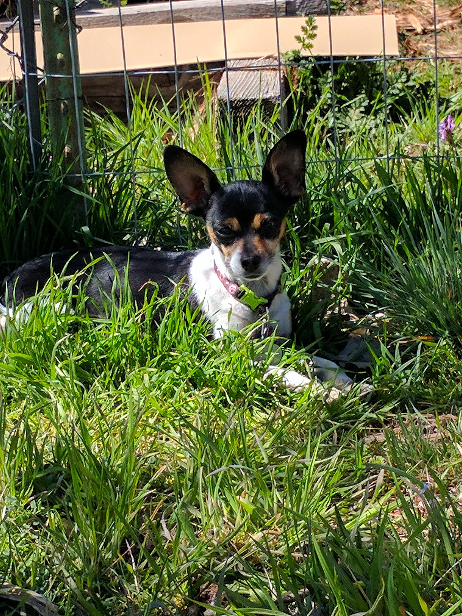 Peewee joined the competition — help win amazing prizes! carnivore, chihuahua, companion_dog, dog, dog_breed, fawn, grass, grass_family, groundcover, plant, russkiy_toy, shrub, snout, sporting_group, tail, terrestrial_plant, terrier, toy_dog, whiskers, working_animal