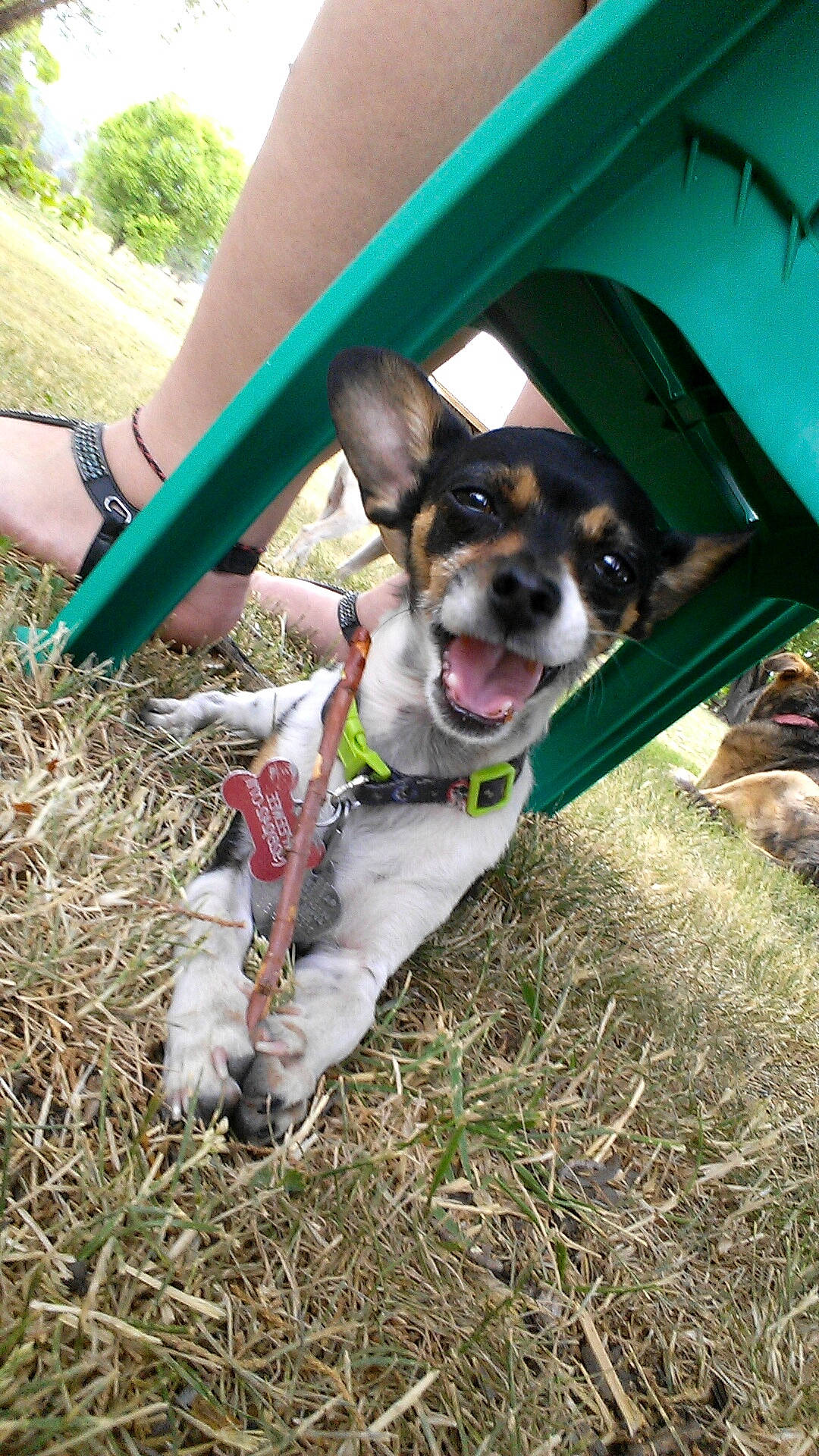 Peewee is registered to the contest to win money with this photo: adventure, carnivore, collar, companion_dog, dog, dog_breed, dog_clothes, dog_collar, dog_supply, dog_walking, eyewear, fashion_accessory, fawn, grass, green, leash, plant, terrier, toy_dog, whiskers