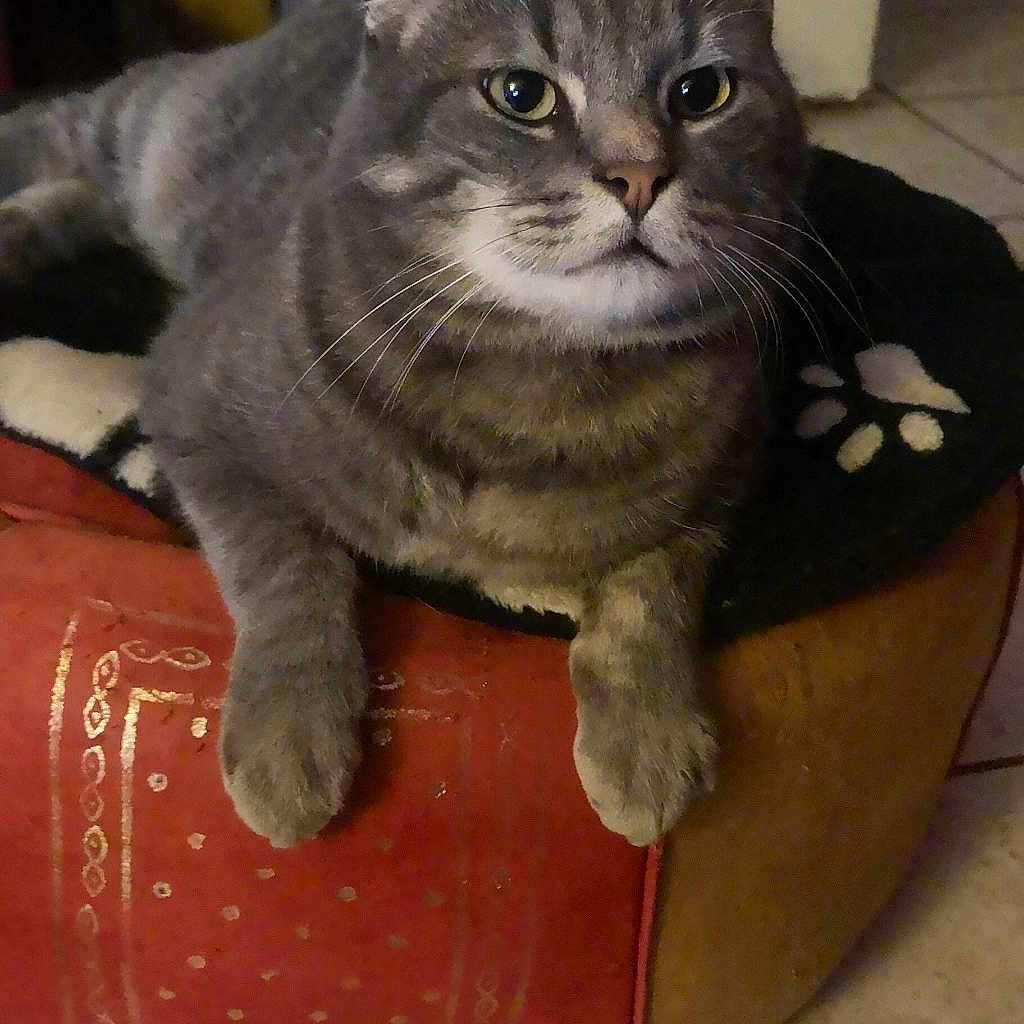 Myo