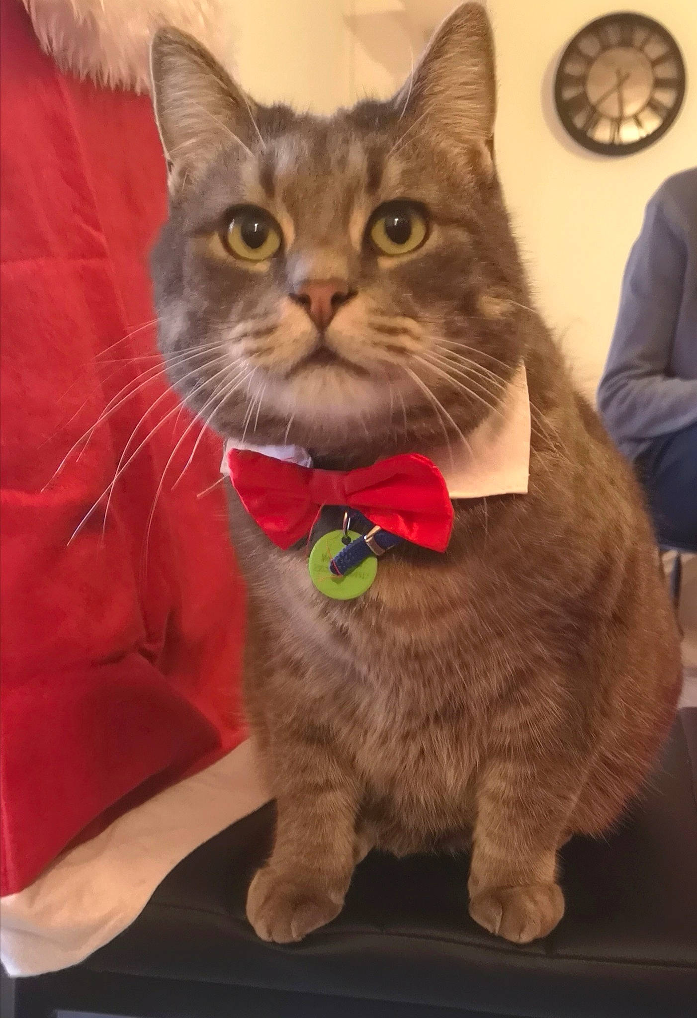 Myo participe au concours pour gagner de l'argent avec cette photo : american_shorthair, asian, bow_tie, british_semi_longhair, british_shorthair, carnivore, cat, chartreux, domestic_short_haired_cat, european_shorthair, fawn, felidae, kitten, mammal, pixie_bob, small_to_medium_sized_cats, tabby_cat, tie, vertebrate, whiskers