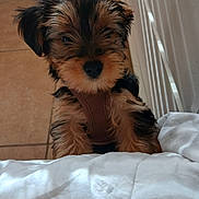 Coco is registered to the contest to win money with this photo: adorable, animal, black, blanket, brown, canine, curious, cute, dog, floor, fur, furniture, home, indoor, looking_up, pet, pet_harness, puppy, small, tile