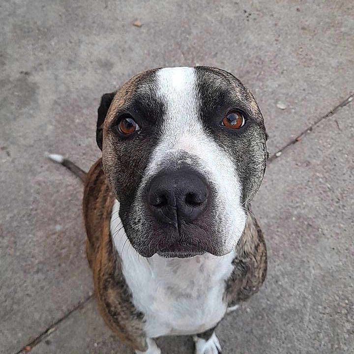 Sutol joined the competition — help win amazing prizes! animal, brindle, brown_eyes, canine, close_up, companion, concrete, curious, dog, friendly, fur, looking_up, outdoor, paw, pet, portrait, sitting, snout, tail, white