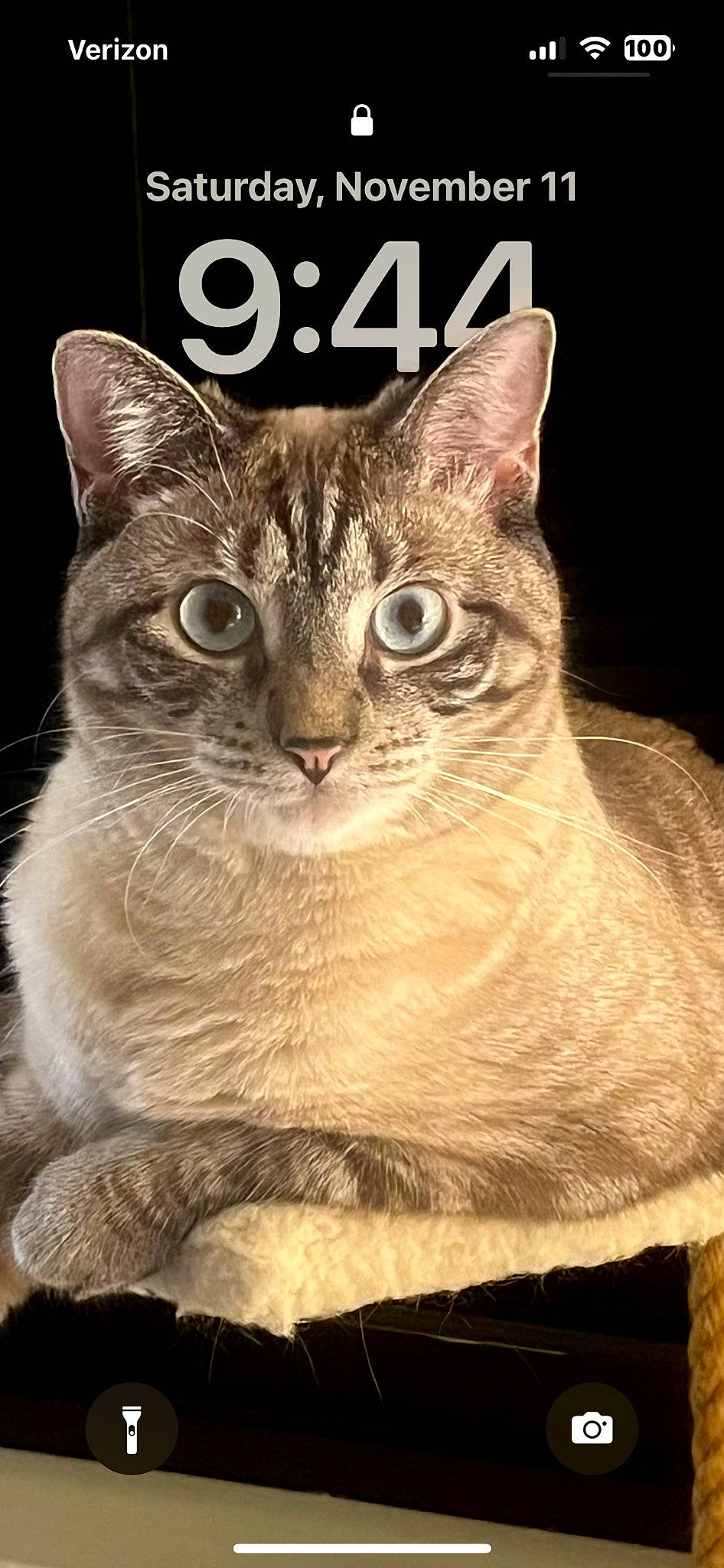 Misty Blue joined the competition — help win amazing prizes! carnivore, cat, domestic_short_haired_cat, felidae, font, fur, paw, photo_caption, rectangle, small_to_medium_sized_cats, terrestrial_animal, tree, whiskers, wildlife, window