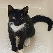 Sammy joined the competition — help win amazing prizes! cat, kitten, black_and_white, tuxedo_cat, bathtub, white_paws, white_chest, whiskers, tail, pet, animal, cute, indoor, fur, sitting, looking_up, small, young, domestic_cat, curious