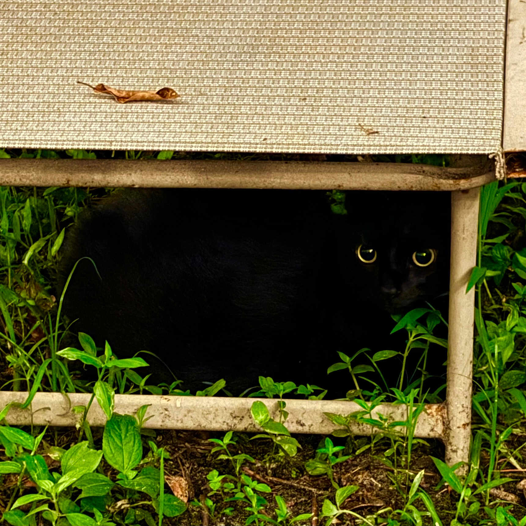 Circe is registered to the contest to win money with this photo: animal, architecture, blackcat, box, building, cat, den, green, herbal, herbs, indoors, kitten, leaf, nature, outdoors, pet, plant, shelter, vegetation, wood