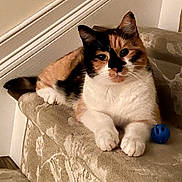 Cali joined the competition — help win amazing prizes! cat, calico_cat, pet, animal, indoor, stairs, carpet, toy, blue_ball, feline, cute, resting, paw, fur, whiskers, ears, face, looking, house, cozy