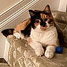cat, calico_cat, pet, animal, indoor, stairs, carpet, toy, blue_ball, feline, cute, resting, paw, fur, whiskers, ears, face, looking, house, cozy