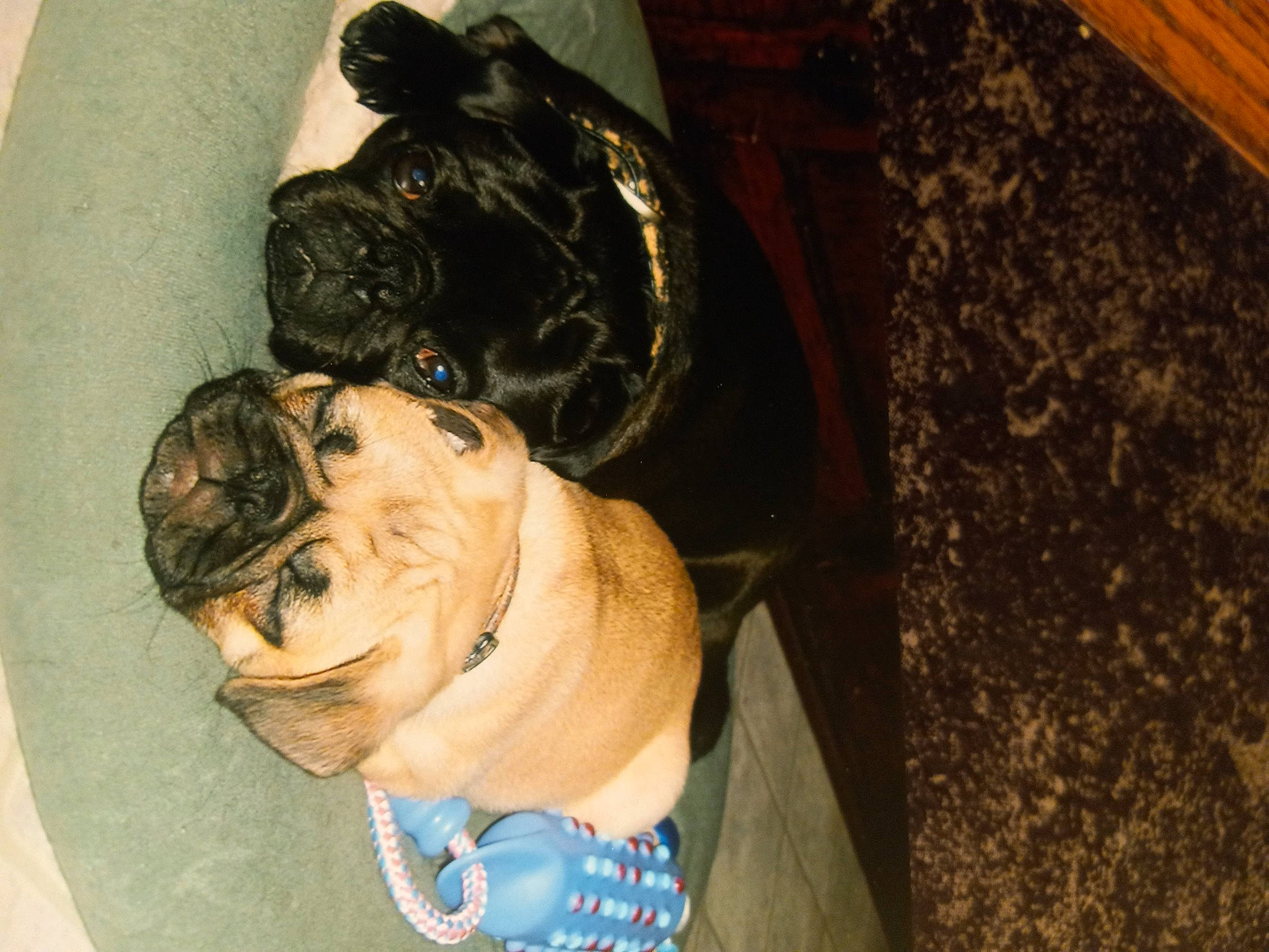 Georgia And Walter is registered to the contest to win money with this photo: beard, canidae, carnivore, companion_dog, dog, dog_breed, eyewear, fur, glasses, hardwood, jaw, personal_protective_equipment, smile, snout, sporting_group, sunglasses, window, wood, working_animal, wrinkle