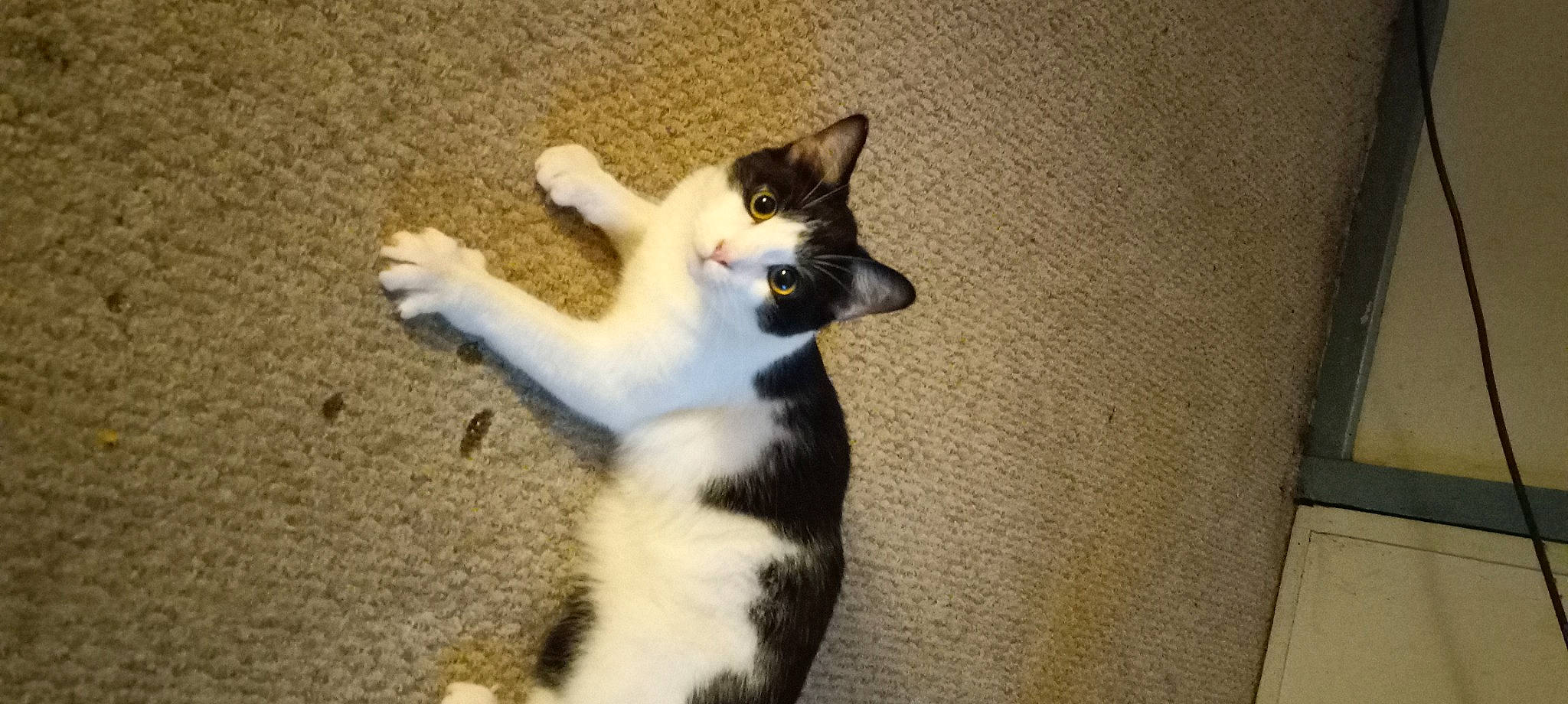 Josh Allen is registered to the contest to win money with this photo: carnivore, cat, claw, domestic_short_haired_cat, eye, felidae, flooring, foot, fur, head, human_body, paw, small_to_medium_sized_cats, snout, tail, terrestrial_animal, whiskers, wood