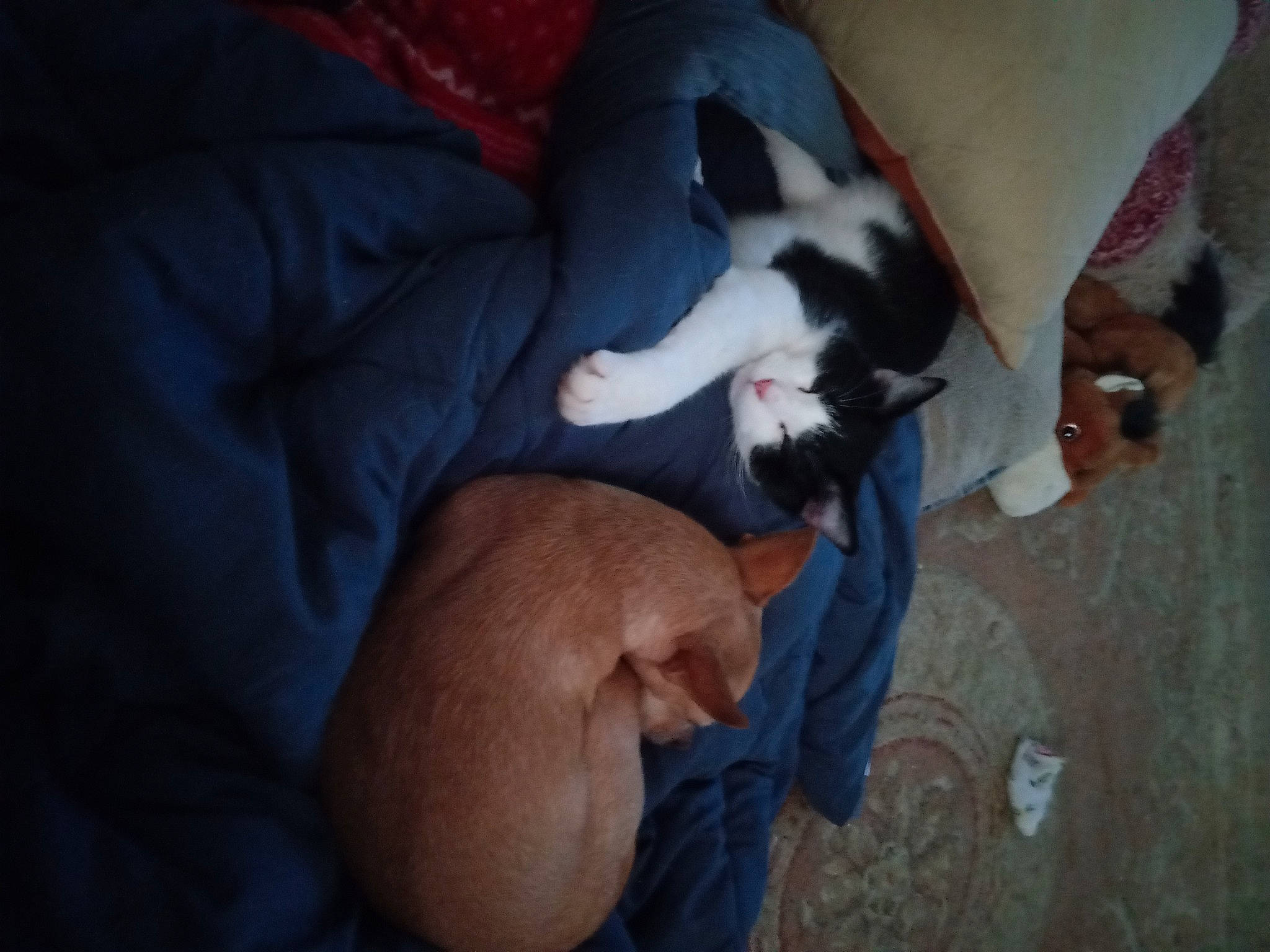 Josh Allen joined the competition — help win amazing prizes! beard, carnivore, cat, cloud, comfort, companion_dog, dog_breed, fawn, felidae, finger, gesture, human_leg, lap, paw, small_to_medium_sized_cats, snout, sporting_group, tail, thigh, whiskers