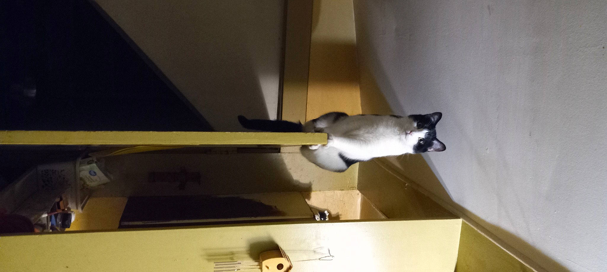 Josh Allen joined the competition — help win amazing prizes! canidae, carnivore, cat, ceiling, felidae, flooring, gas, hardwood, paper, plywood, room, shadow, siamese, small_to_medium_sized_cats, tail, whiskers, wood