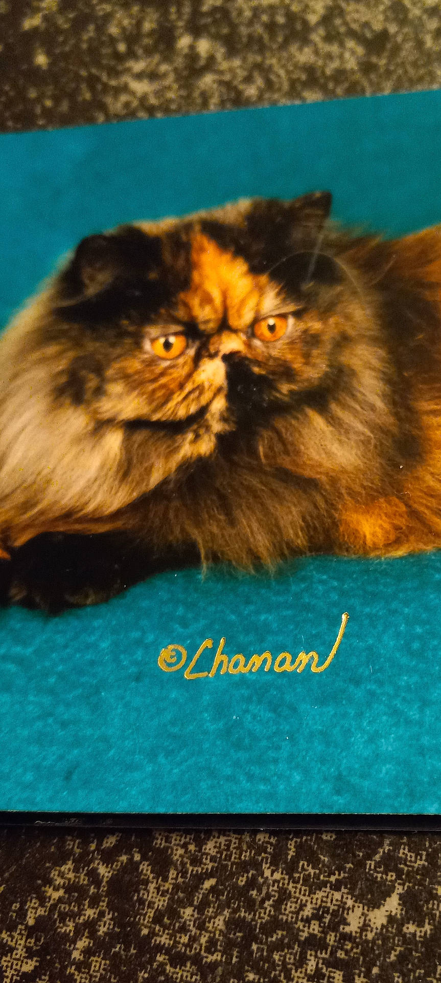 Madelyn joined the competition — help win amazing prizes! advertisement, angora, animal, blackcat, brasssection, cat, envelope, greetingcard, hardwood, horn, kitten, mail, manx, mat, musicalinstrument, paper, pet, poster, siamese, wood