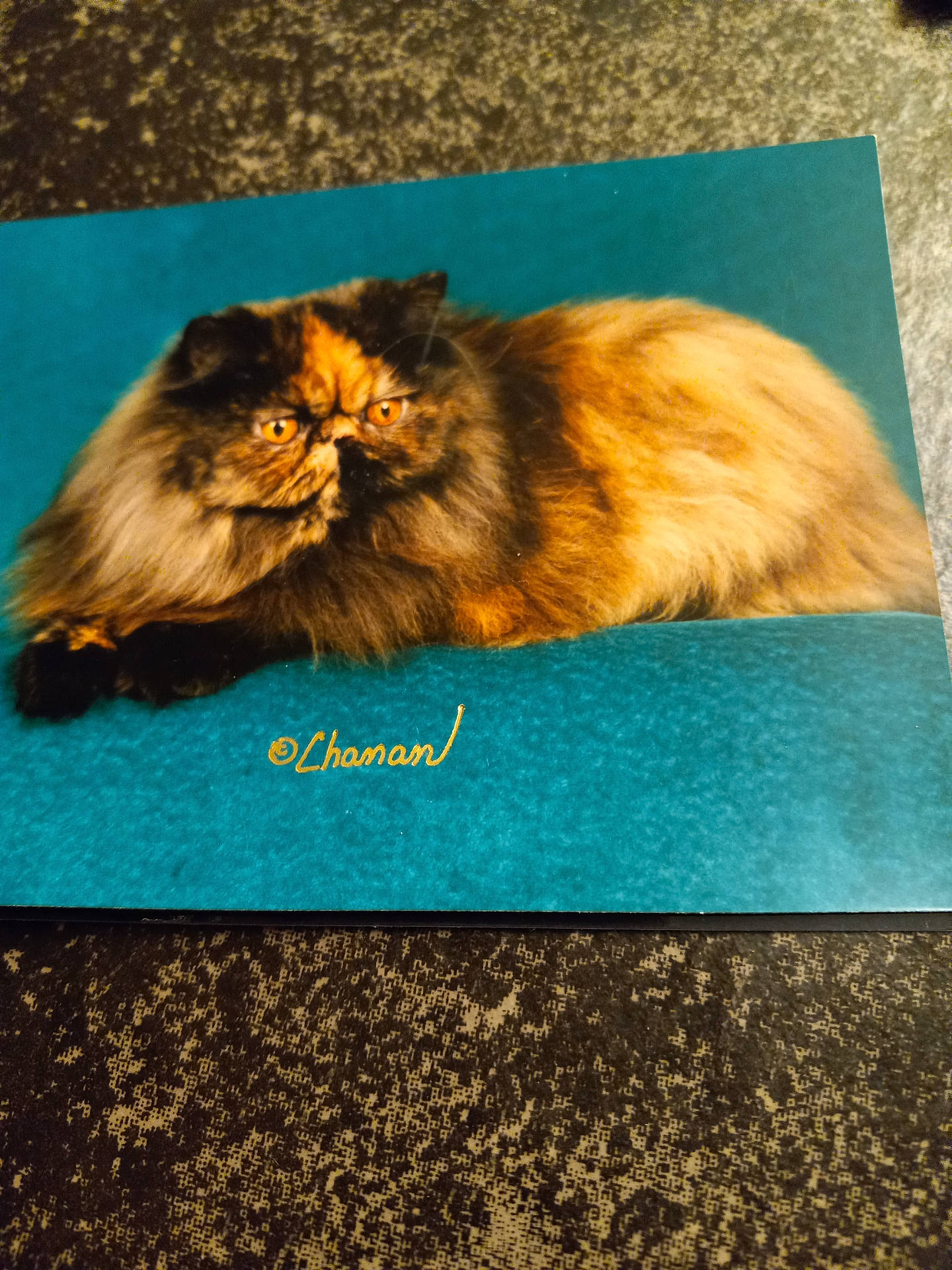 Madelyn is registered to the contest to win money with this photo: abyssinian, angora, animal, brasssection, cat, envelope, furniture, greetingcard, hardwood, homedecor, kitten, mail, manx, mat, paper, pet, plywood, siamese, table, wood