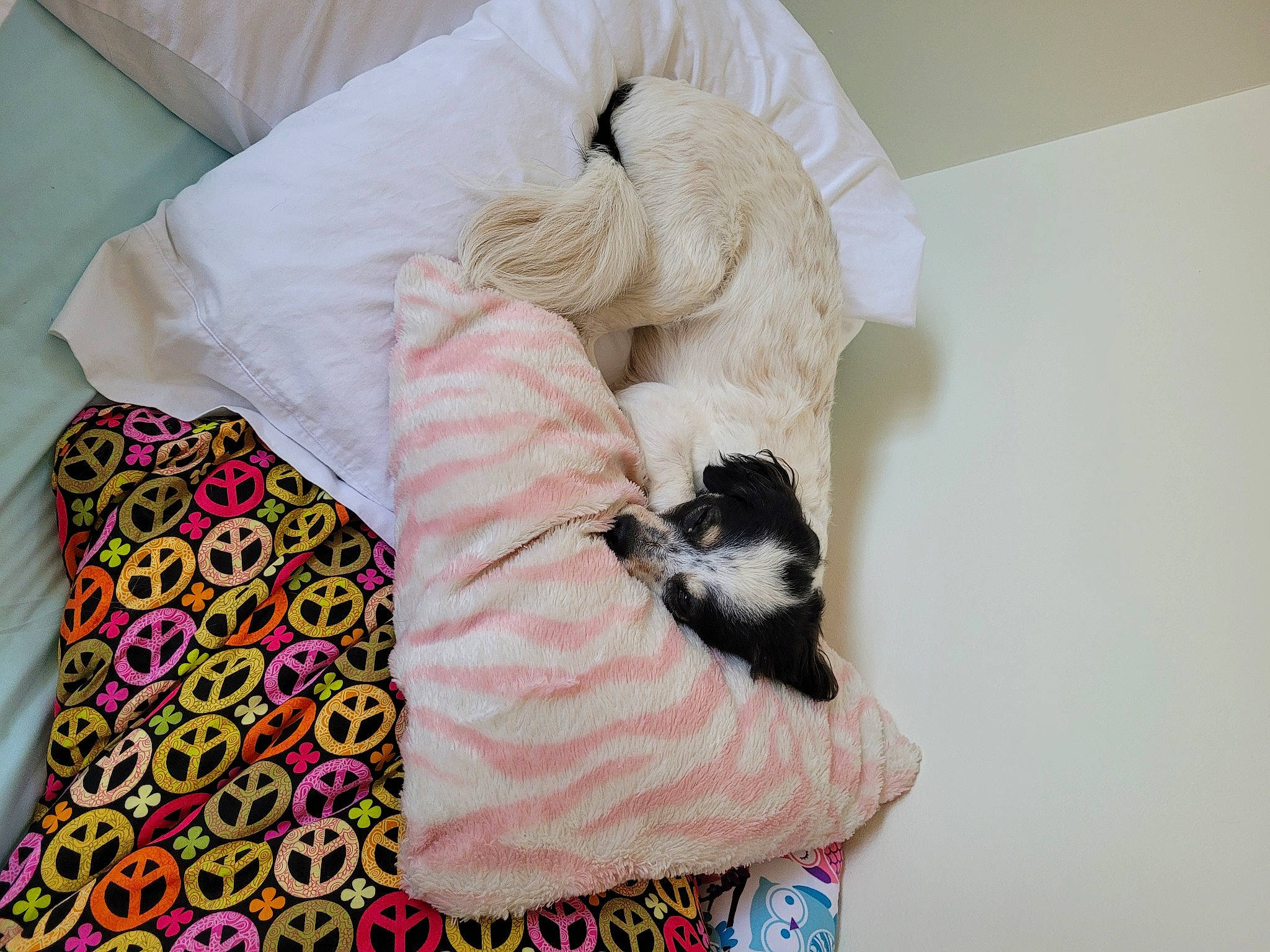 Teddy is registered to the contest to win money with this photo: bag, bedding, carnivore, comfort, companion_dog, duvet, fawn, felidae, fur, linens, pattern, room, sleeve, small_to_medium_sized_cats, stuffed_toy, tail, toy, wood, wool, woolen