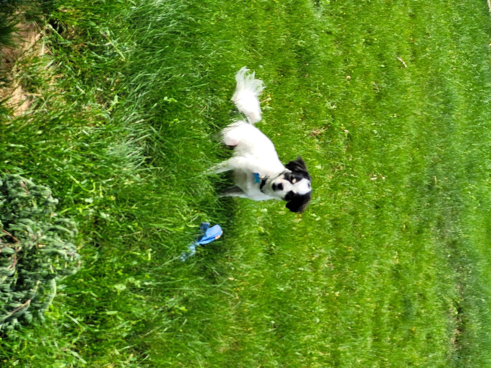 Teddy is registered to the contest to win money with this photo: beak, biome, canidae, carnivore, companion_dog, dog, dog_breed, grass, grass_family, grassland, green, groundcover, meadow, pasture, plant, shrub, sporting_group, tail, tree, wing