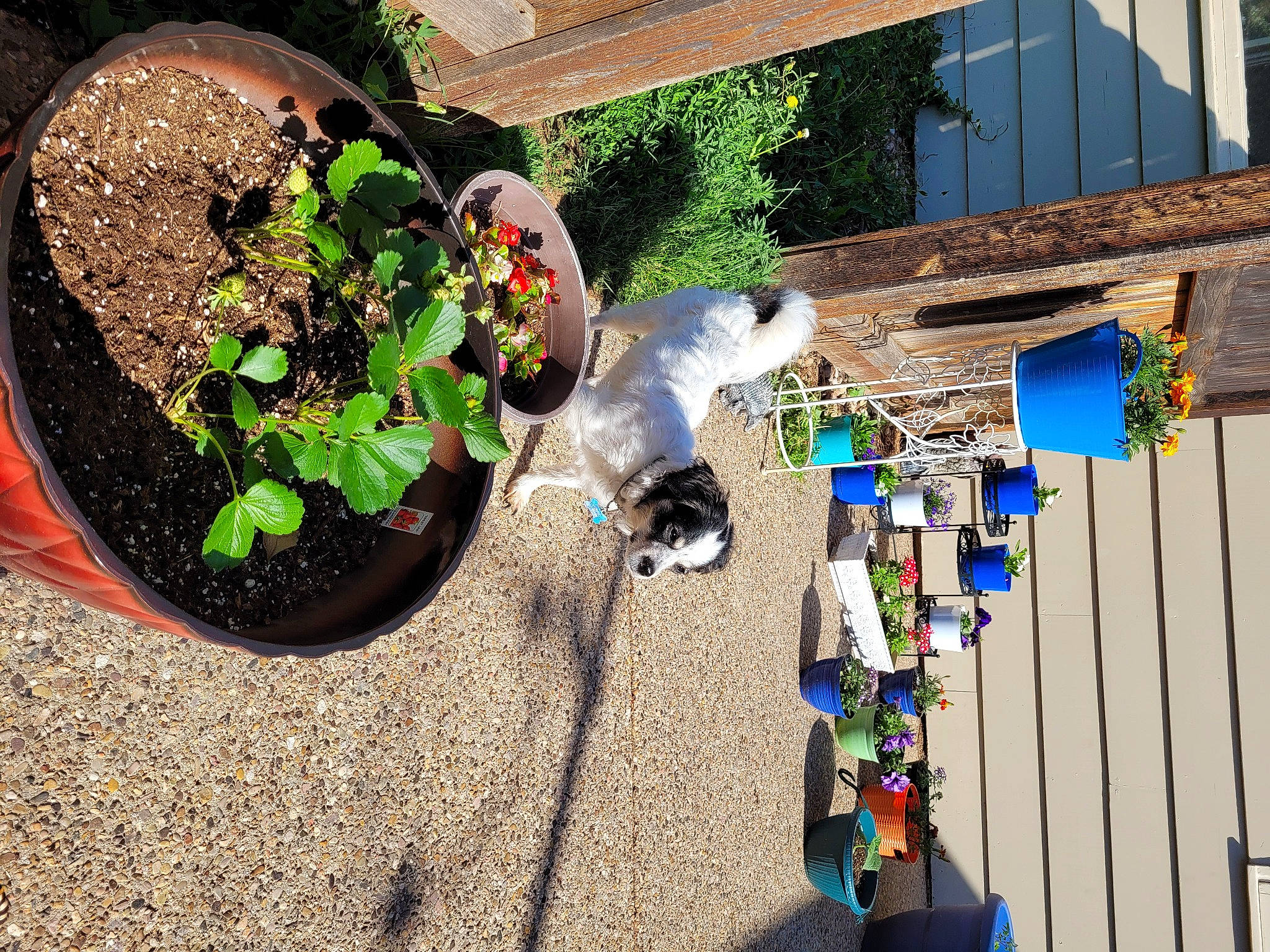 Teddy is registered to the contest to win money with this photo: annual_plant, building, compost, door, facade, flower, flowerpot, garden, grass, herb, house, houseplant, landscape, landscaping, leisure, plant, shrub, soil, tree, wood