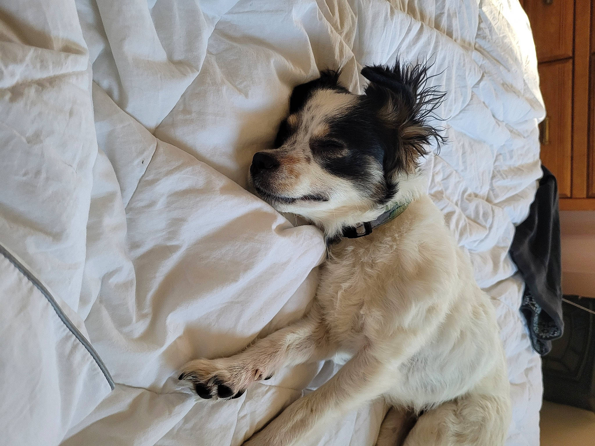 Teddy is registered to the contest to win money with this photo: bed, bedding, canidae, carnivore, comfort, companion_dog, dog, dog_breed, dog_supply, fawn, linens, pattern, sleeve, snout, sporting_group, sunglasses, textile, toy_dog, whiskers, working_animal