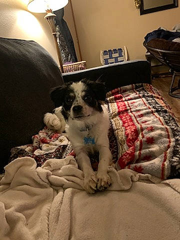 Teddy joined the competition — help win amazing prizes! bedding, bedroom, carnivore, comfort, companion_dog, couch, dog, dog_breed, felidae, flooring, furniture, hardwood, interior_design, lamp, linens, living_room, mammal, picture_frame, small_to_medium_sized_cats, television