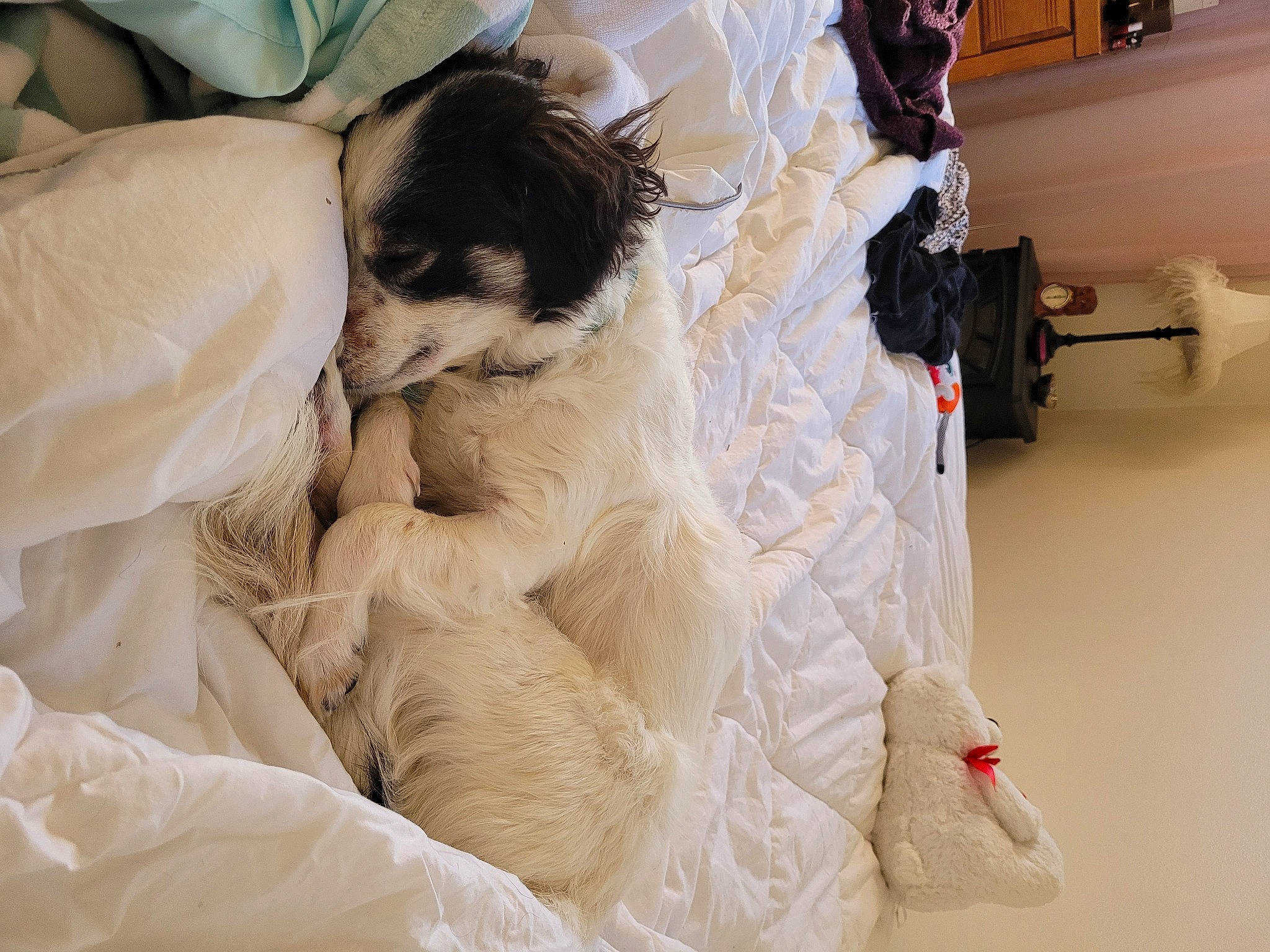 Teddy joined the competition — help win amazing prizes! bed, bedding, canidae, carnivore, chair, comfort, companion_dog, dog, dog_breed, duvet, fawn, felidae, flooring, fur, linens, pattern, small_to_medium_sized_cats, sporting_group, tail, toy_dog