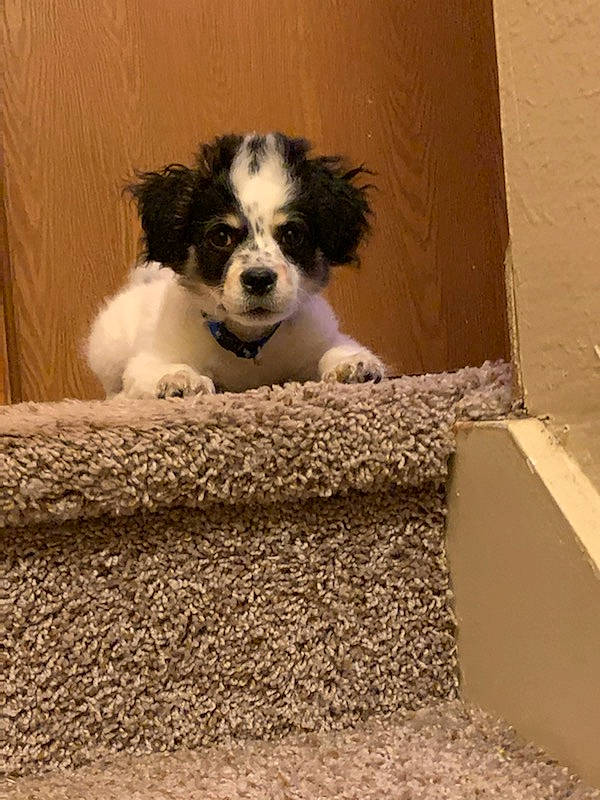 Teddy