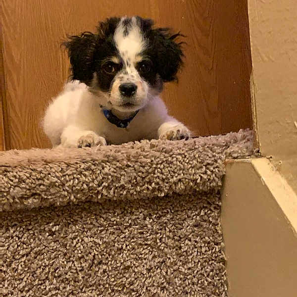 Teddy
