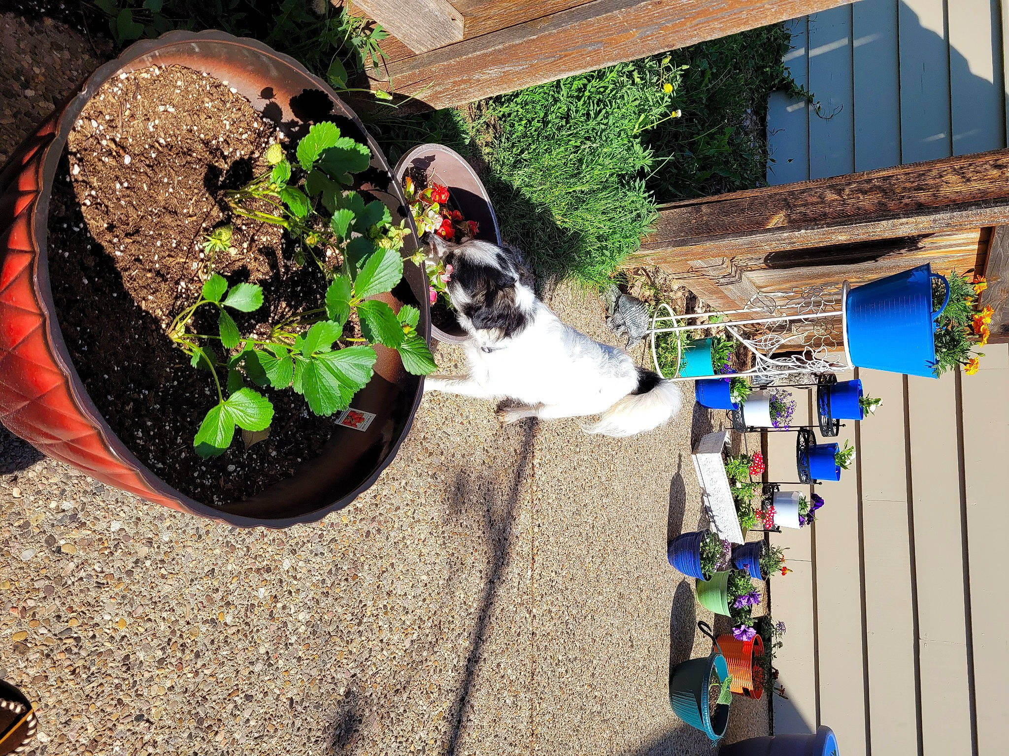 Teddy joined the competition — help win amazing prizes! annual_plant, building, carnivore, cat, compost, felidae, flowerpot, grass, herb, house, houseplant, landscape, leisure, pet_supply, plant, porch, small_to_medium_sized_cats, soil, window, wood