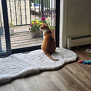 Jack joined the competition — help win amazing prizes! animal, balcony, cat, cat_toys, daylight, flowers, fluffy_rug, ginger_cat, greenery, home_interior, indoors, pet, potted_plants, rug, sitting, sliding_door, truck, white_cat, window, wood_floor