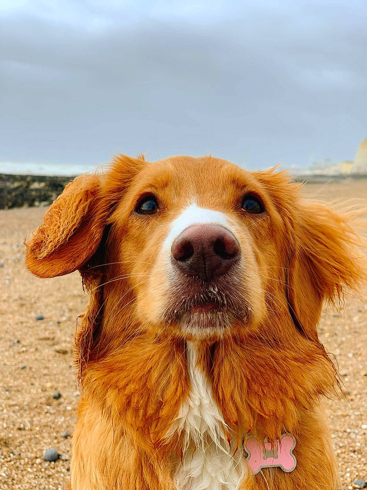 Willow is registered to the contest to win money with this photo: canidae, carnivore, companion_dog, dog, dog_breed, english_shepherd, fawn, fur, golden_retriever, kooikerhondje, mammal, nova_scotia_duck_tolling_retriever, rare_breed_dog, retriever, snout, sporting_group, vertebrate, whiskers, working_dog