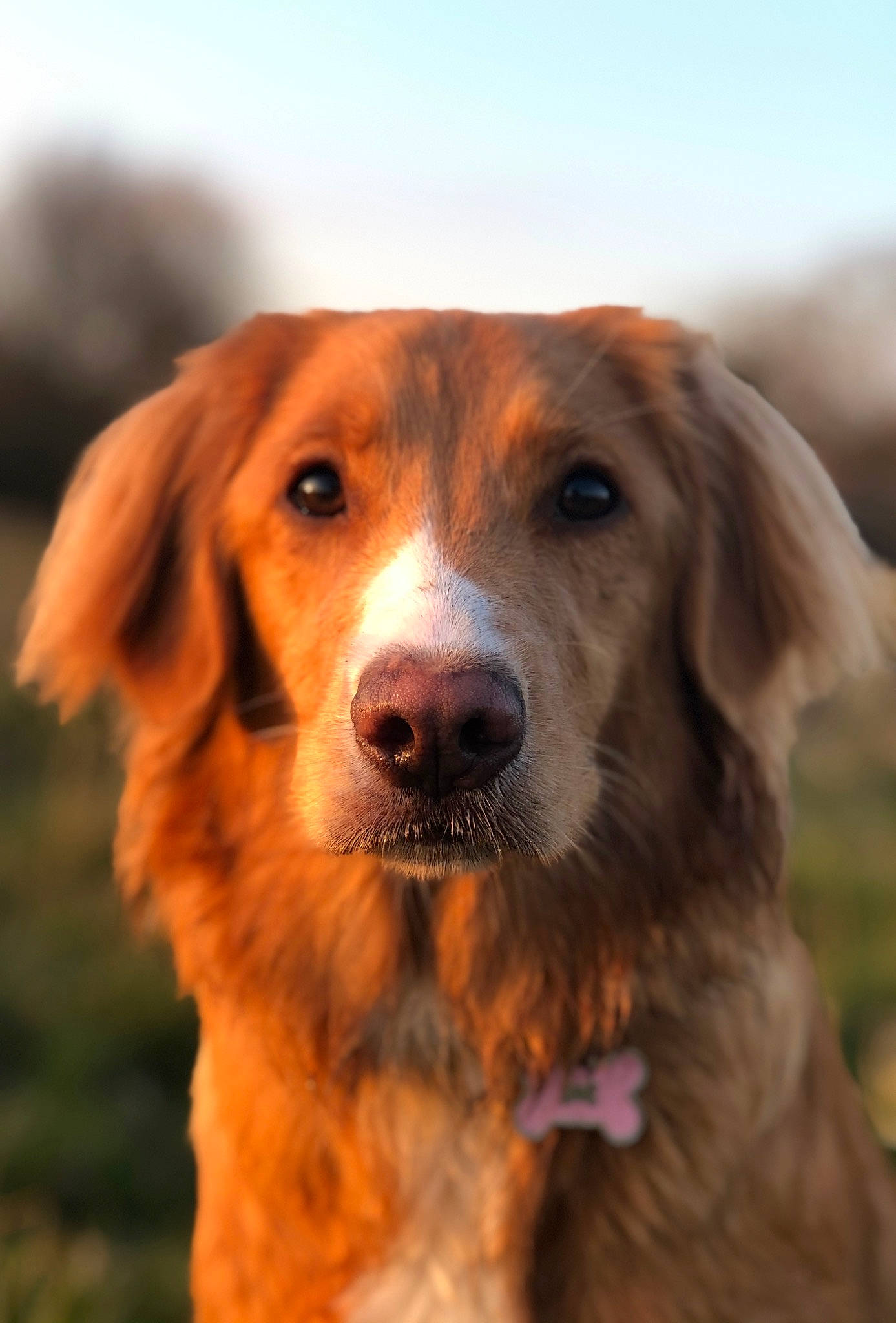 Willow is registered to the contest to win money with this photo: canidae, carnivore, companion_dog, dog, dog_breed, fawn, golden_retriever, mammal, nova_scotia_duck_tolling_retriever, rare_breed_dog, retriever, snout, sporting_group, vertebrate, whiskers, working_dog