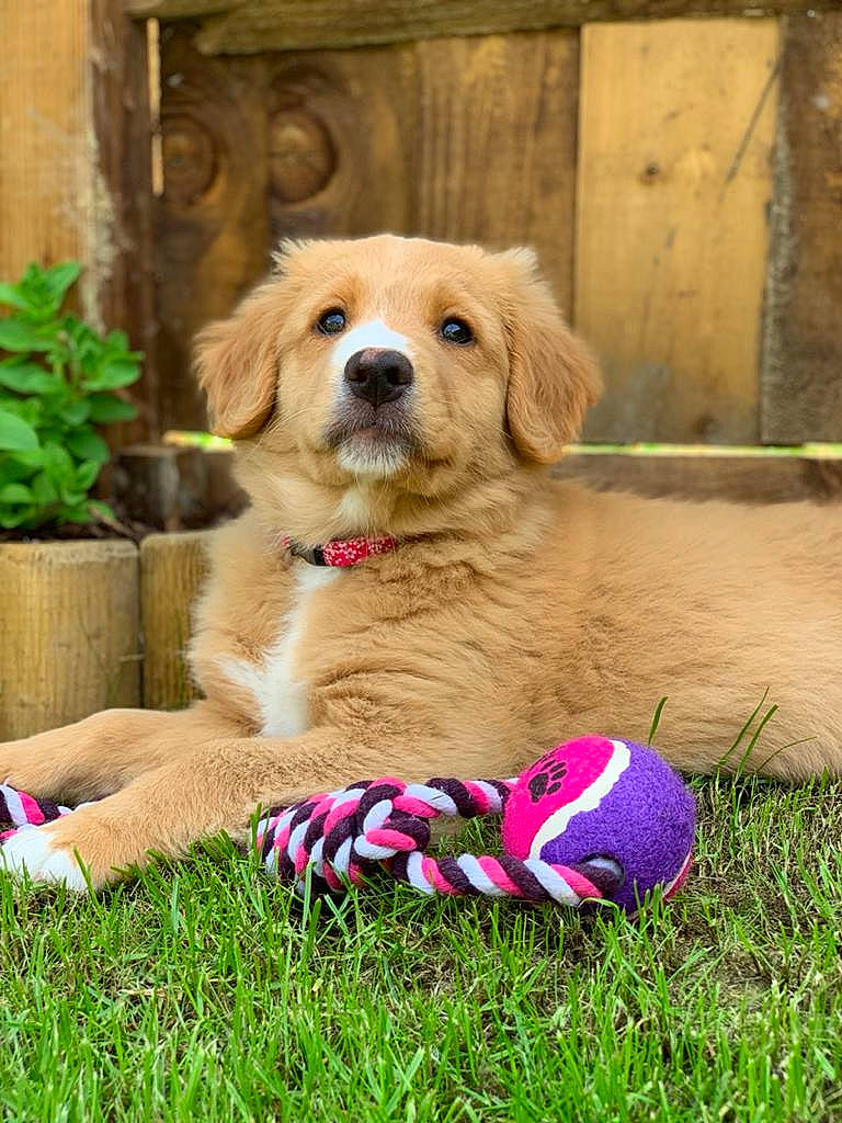 Willow is registered to the contest to win money with this photo: canidae, carnivore, companion_dog, dog, dog_breed, dog_toy, fawn, golden_retriever, grass, hovawart, labrador_retriever, mammal, nova_scotia_duck_tolling_retriever, puppy, retriever, sporting_group, vertebrate