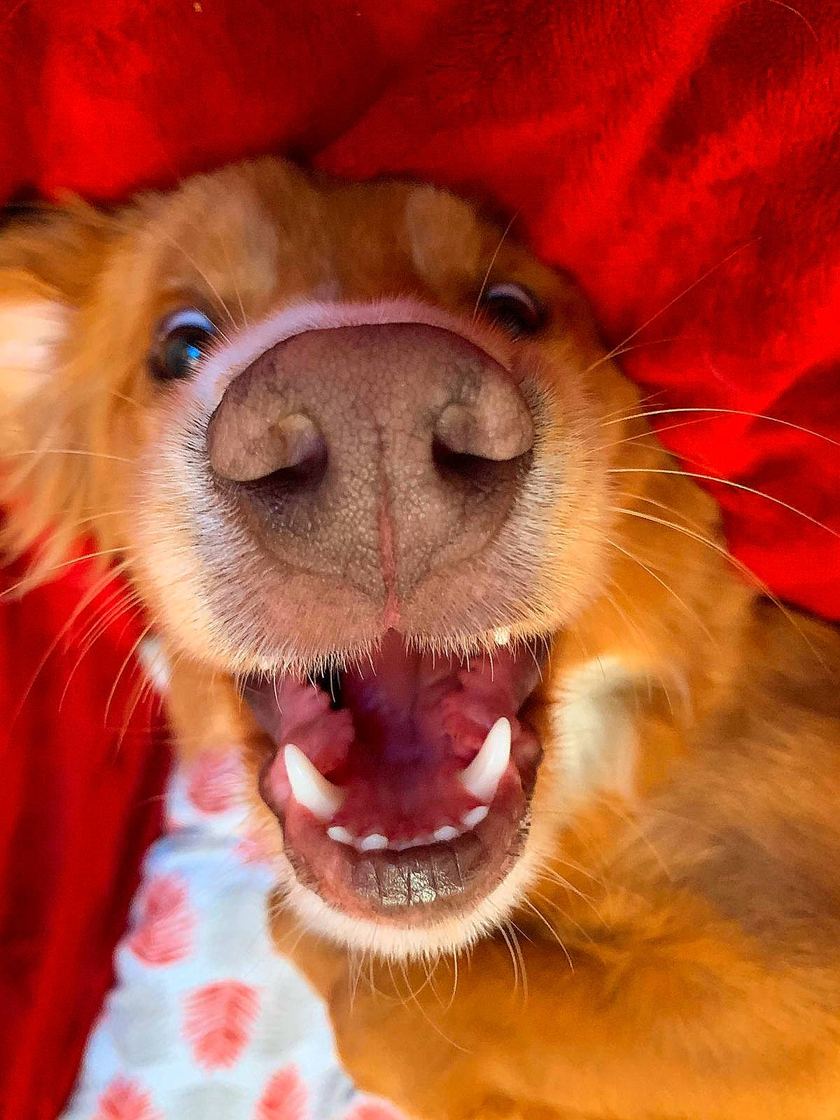 Willow is registered to the contest to win money with this photo: canidae, carnivore, companion_dog, dog, dog_breed, facial_expression, golden_retriever, mammal, mouth, nose, nova_scotia_duck_tolling_retriever, puppy, retriever, smile, snout, sporting_group, tongue, tooth, vertebrate, whiskers