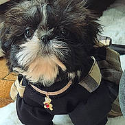 Aïmi a rejoint le concours — aidez-le/la à gagner de superbes lots ! adorable, black_and_white, carpet, charm, collar, cute, dog, fluffy, fur, furniture, indoors, looking_up, outdoor_clothing, pet, portrait, puppy, sitting, small_dog, teddy_bear, tile_floor