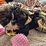 animal, black_and_white, carpet, closeup, collar, cozy, cute, dog, fur, fuzzy, indoor, pet, pink_toy, plaid, playful, puppy, resting, small_dog, spiky_ball, toy