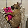 dog, puppy, sleeping, toy, plush_toy, pink_toy, blanket, floor, tile_floor, red_toy, pet, cute, resting, indoor, animal, cozy, paw_print_pattern, brown_dog, side_view, relaxed