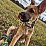 dog, puppy, grass, toy, rope_toy, outdoor, field, cloudy_sky, playful, animal, pet, ear, tongue, collar, nature, daylight, mammal, canine, young_dog, grassland