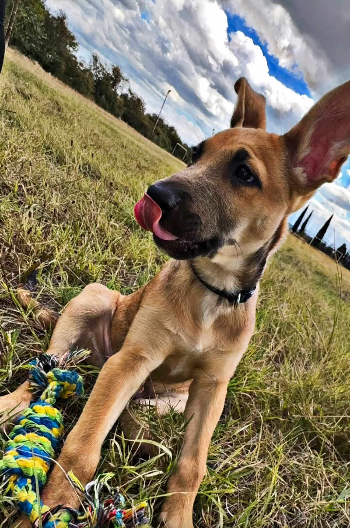 Loki a rejoint le concours — aidez-le/la à gagner de superbes lots ! dog, puppy, grass, toy, rope_toy, outdoor, field, cloudy_sky, playful, animal, pet, ear, tongue, collar, nature, daylight, mammal, canine, young_dog, grassland
