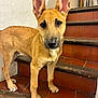 alert, animal, brown_fur, canine, close_up, companion, curious, dog, domestic_animal, ears_up, indoors, large_ears, looking_at_camera, pet, portrait, puppy, stairs, standing, tile_floor, young_dog