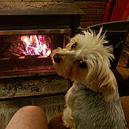 Tinkerbell is registered to the contest to win money with this photo: dog, fireplace, indoor, cozy, pet, fur, warmth, fire, brick_wall, wood_floor, looking_back, animal, companion, home, relaxation, comfort, seat, domestic, cute, friendly