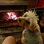 dog, fireplace, indoor, cozy, pet, fur, warmth, fire, brick_wall, wood_floor, looking_back, animal, companion, home, relaxation, comfort, seat, domestic, cute, friendly
