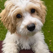 Cindy Lou joined the competition — help win amazing prizes! adorable, animal, brown, closeup, cute, dog, face, fluffy, friendly, fur, grass, looking, nature, outdoor, paw, pet, portrait, puppy, white, young