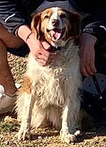 étoile a rejoint le concours — aidez-le/la à gagner de superbes lots ! canidae, carnivore, companion_dog, dog, dog_breed, dog_collar, event, fur, leg, non_sporting_group, paw, snout, soil, sporting_group, thigh, working_animal