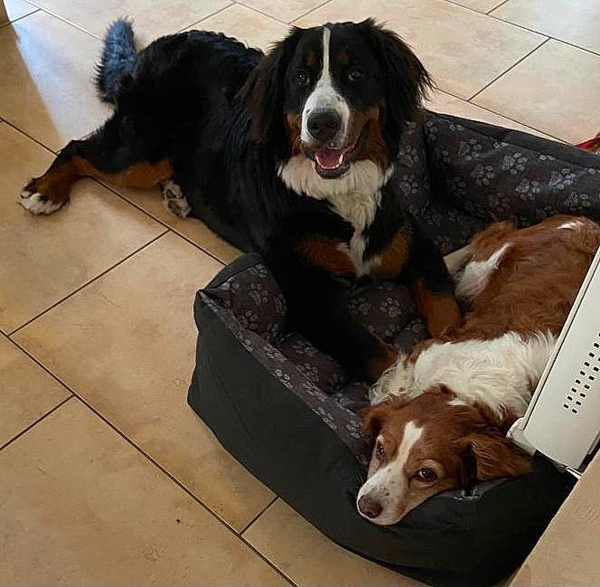 étoile a rejoint le concours — aidez-le/la à gagner de superbes lots ! canidae, carnivore, companion_dog, dog, dog_breed, dog_supply, flooring, fur, herding_dog, liver, mammal, pet_supply, snout, sporting_group, tile_flooring, vertebrate, working_animal, working_dog