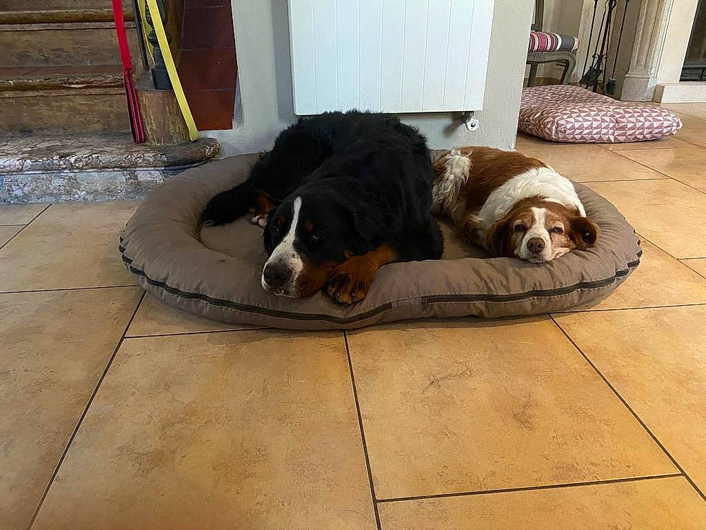 étoile a rejoint le concours — aidez-le/la à gagner de superbes lots ! bored, canidae, carnivore, comfort, companion_dog, composite_material, dog, dog_breed, dog_supply, floor, flooring, fur, hardwood, houseplant, living_room, moscow_watchdog, room, sporting_group, wood, working_animal