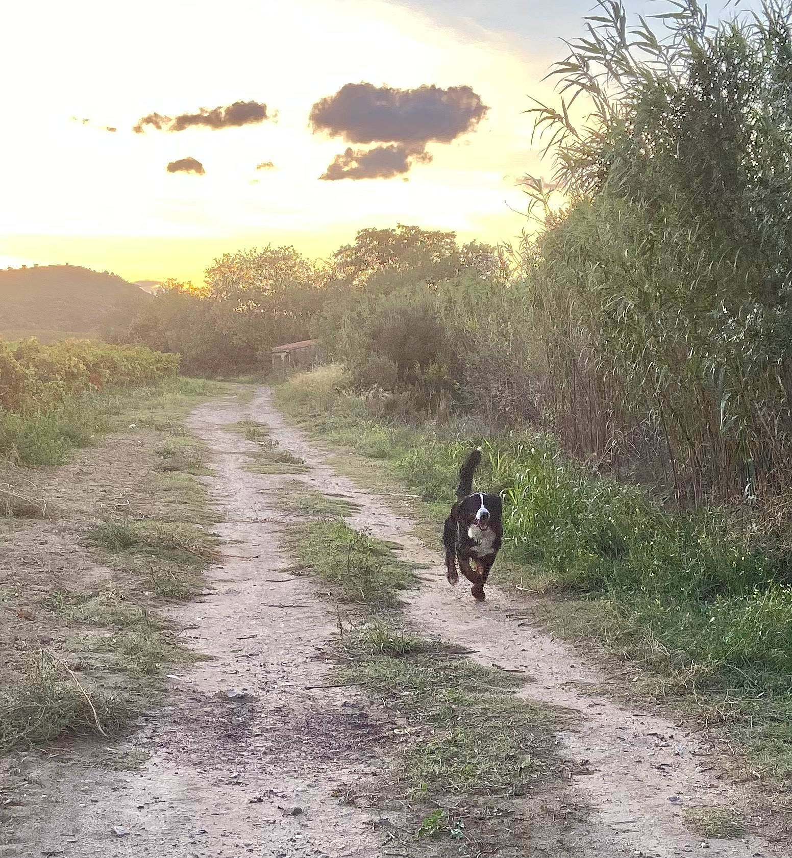 Phidji participe au concours pour gagner de l'argent avec cette photo : asphalt, carnivore, cloud, dirt_road, dog_breed, ecoregion, grass, grass_family, grassland, landscape, natural_landscape, people_in_nature, plant, road, road_surface, rural_area, sky, sunrise, tree, wildlife