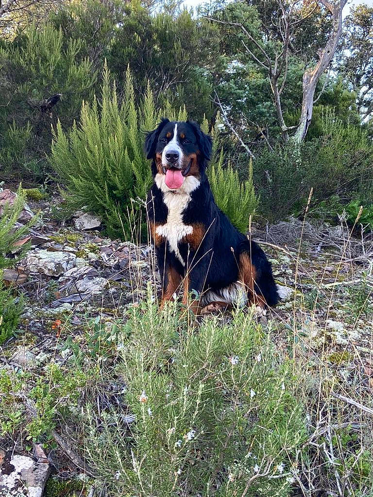 Phidji participe au concours pour gagner de l'argent avec cette photo : bernese_mountain_dog, canidae, carnivore, collar, companion_dog, dog, dog_breed, grass, gun_dog, herding_dog, hunting_dog, natural_landscape, plant, sporting_group, tail, tree, working_animal, working_dog