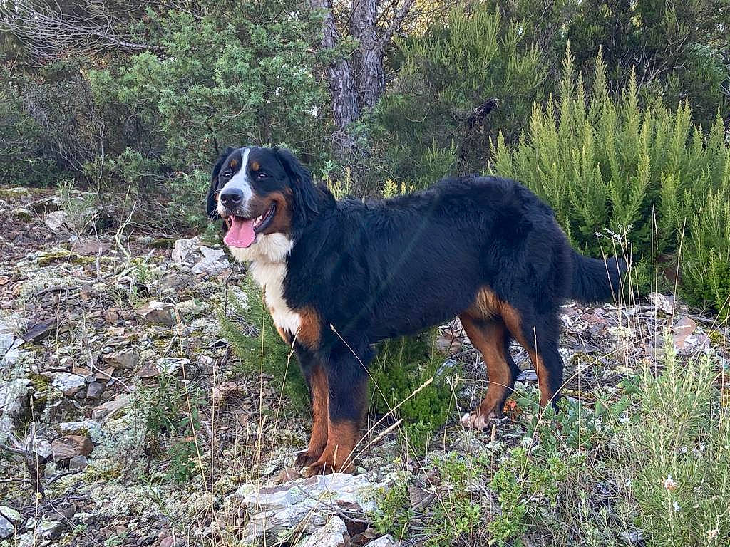 Phidji a rejoint le concours — aidez-le/la à gagner de superbes lots ! canidae, carnivore, companion_dog, dog, dog_breed, grass, hunting_dog, plant, sporting_group, terrestrial_animal, tree, working_animal, working_dog