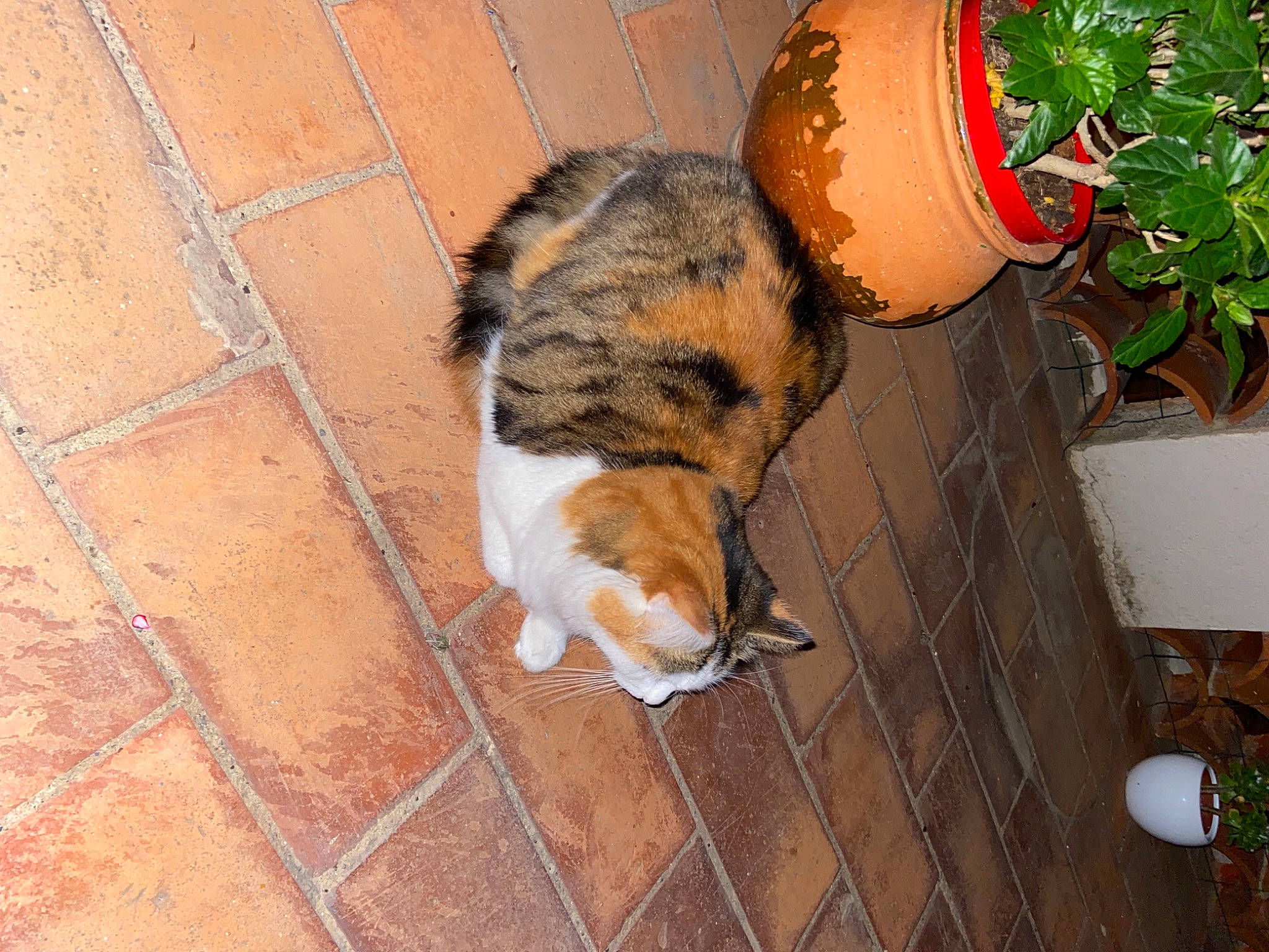 Minou participe au concours pour gagner de l'argent avec cette photo : brick, brickwork, carnivore, cat, dog_breed, domestic_short_haired_cat, felidae, flagstone, floor, flooring, fur, hardwood, houseplant, plant, road_surface, small_to_medium_sized_cats, snout, tail, whiskers, wood