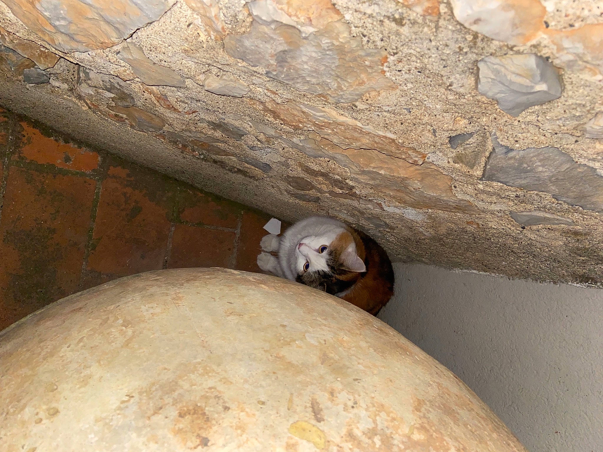 Minou a rejoint le concours — aidez-le/la à gagner de superbes lots ! bedrock, carnivore, ceiling, concrete, daylighting, fawn, flooring, formation, geology, hardwood, landscape, rock, sand, soil, terrestrial_animal, trunk, wildlife, wood