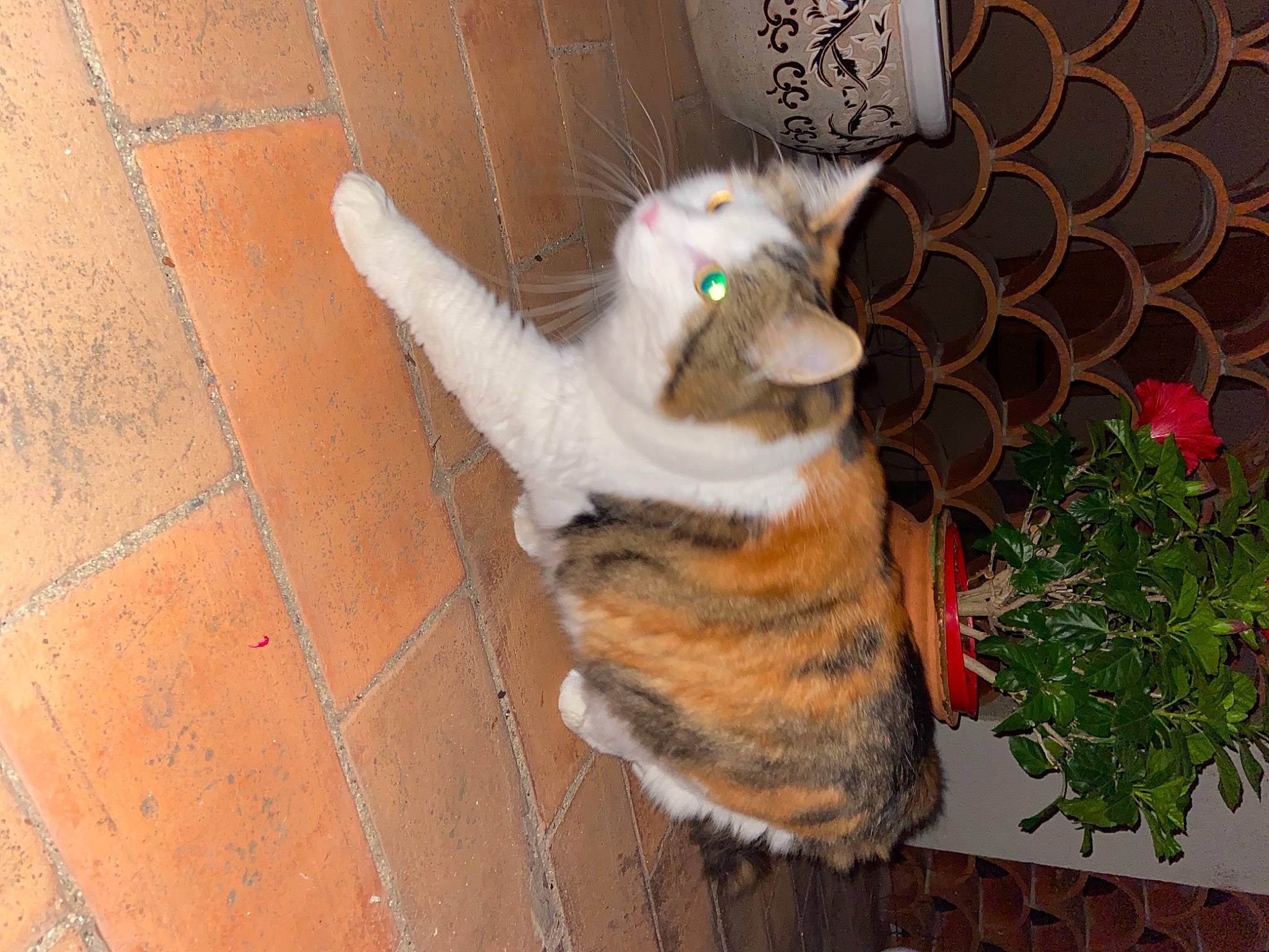 Minou participe au concours pour gagner de l'argent avec cette photo : carnivore, cat, claw, domestic_short_haired_cat, fawn, felidae, flooring, flower, fur, grass, herb, mammal, paw, plant, road_surface, sidewalk, small_to_medium_sized_cats, tail, whiskers, wood