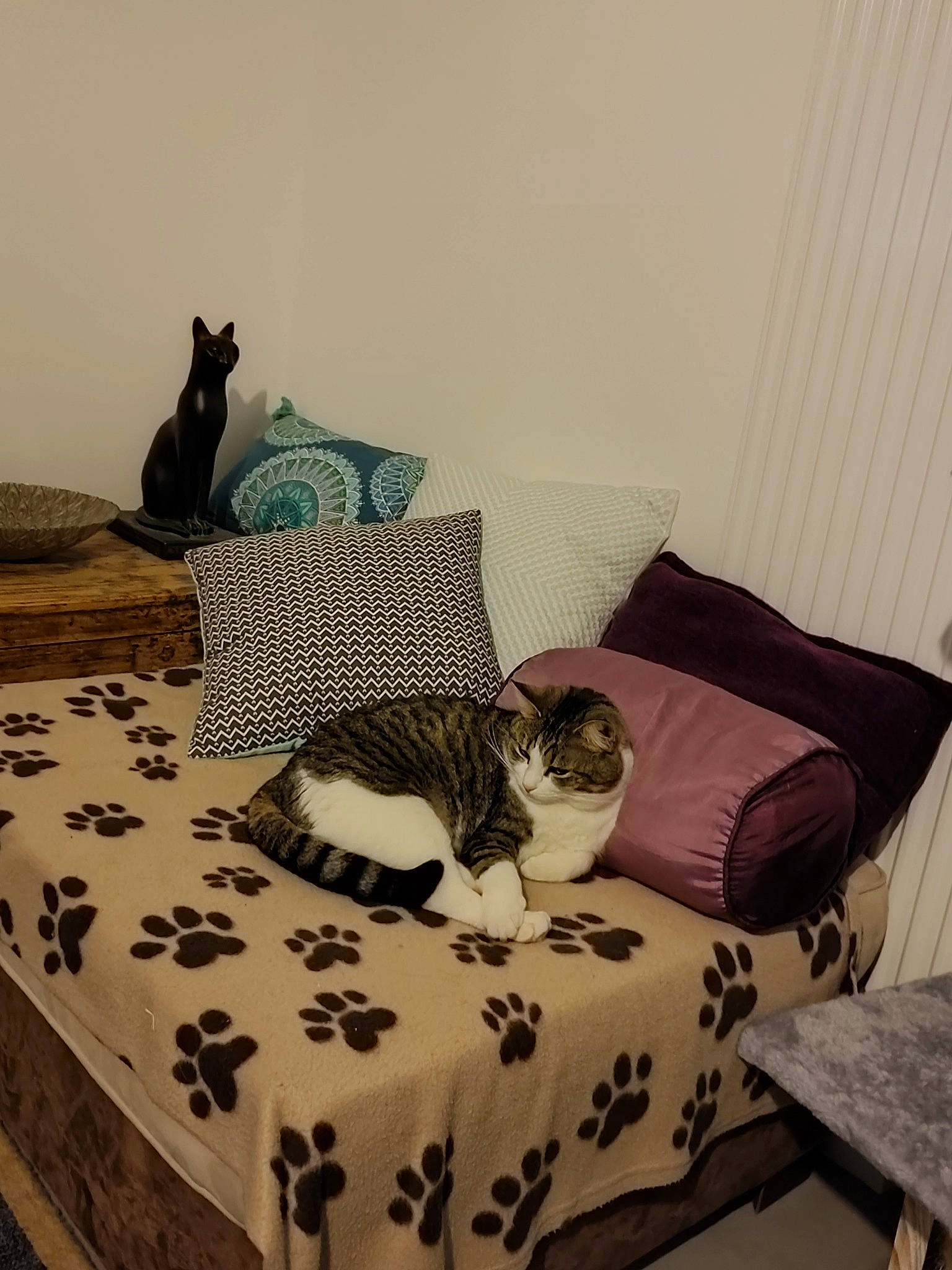 Jade participe au concours pour gagner de l'argent avec cette photo : brown, carnivore, cat, comfort, felidae, floor, flooring, furniture, grey, hardwood, house, interior_design, linens, living_room, pillow, small_to_medium_sized_cats, studio_couch, table, textile, wood